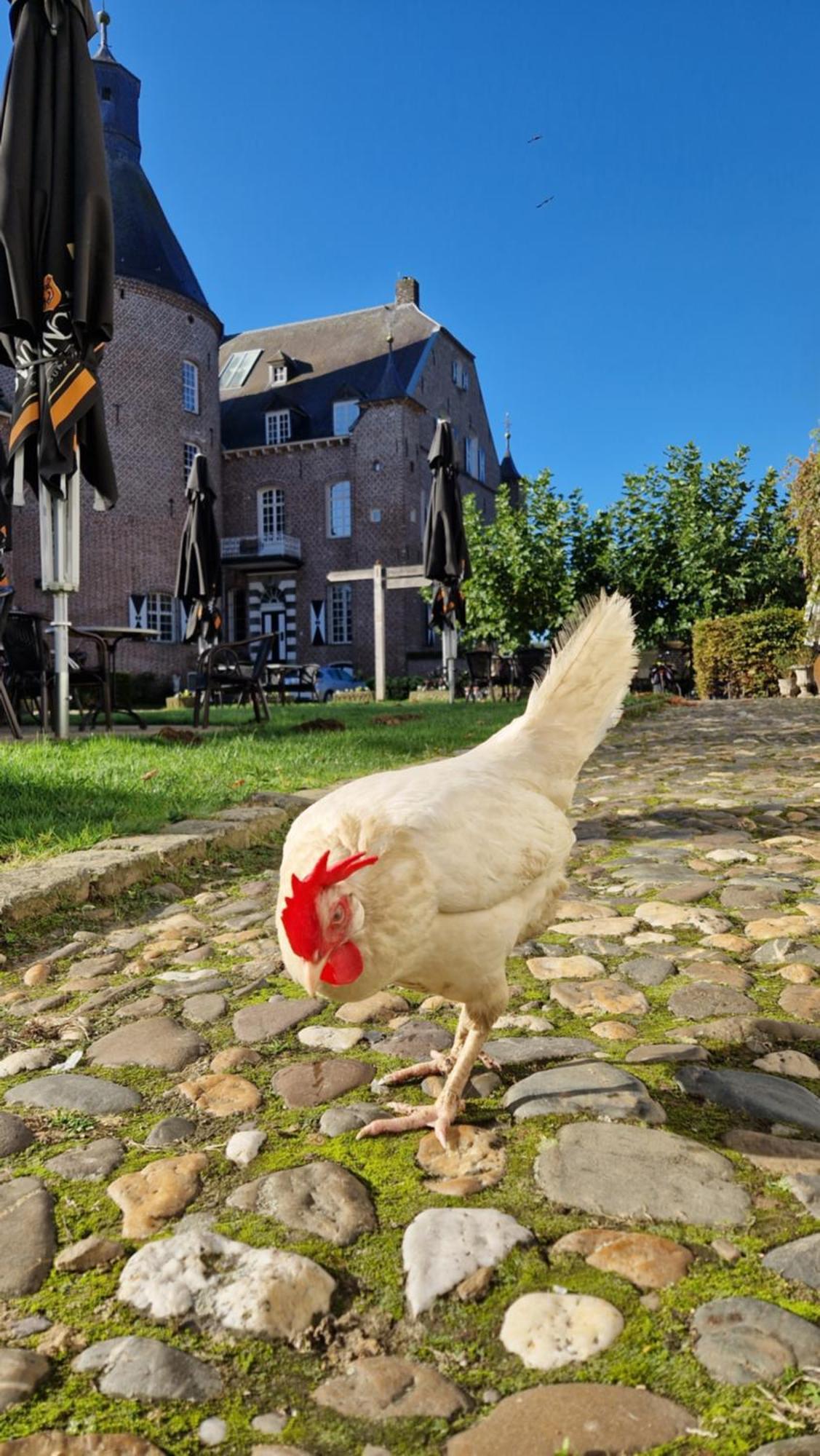 Kasteel Aldenghoor Bed and Breakfast Haelen Exteriör bild